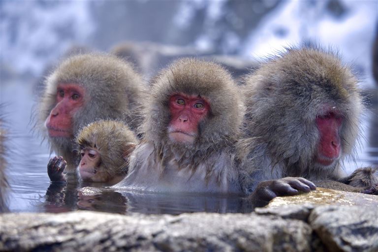 Höhepunkte mit Zentraljapan ©Yvonne Follansbee/istock